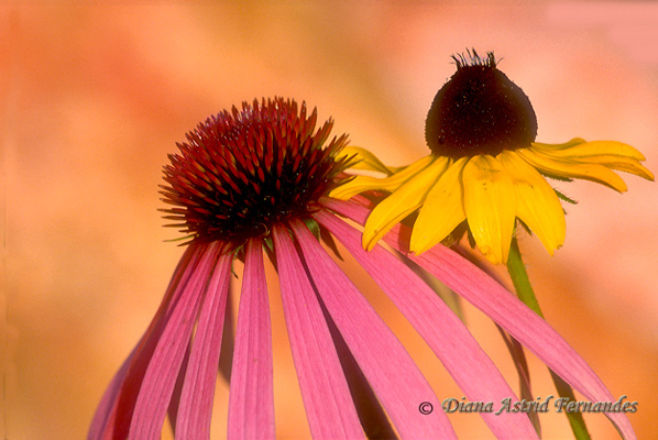 Cone-Flower-and-Daisy